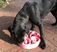 Eat Slow Live Longer Original Blauw L - thumbnail