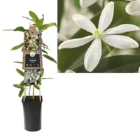 Witte bosrank (Clematis "Armandii”) klimplant - thumbnail