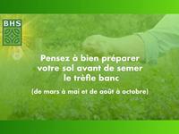 Zaden BHS Trèfle Blanc 500 g - thumbnail