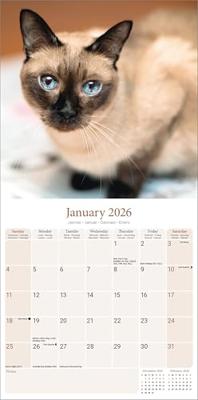 Siamees Kalender 2026