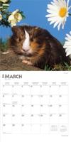 Cavia Kalender 2026 - thumbnail