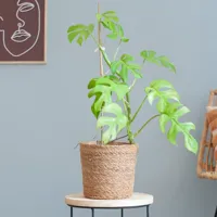 Rhaphidophora Tetrasperma Variegata - P17 - thumbnail