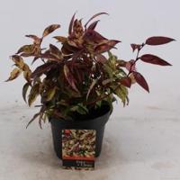 Druifheide (Leucothoe walteri “Rainbow”) heester - 20-25 cm - 6 stuks - thumbnail