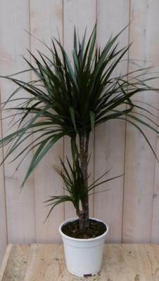 Drakenbloedboom Dracaena Marginata smal blad Groen 60 cm kamerplant Warentuin Natuurlijk - Warentuin natuurlijk