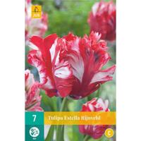 Tulp Estella Rijnveld 7 bollen - thumbnail