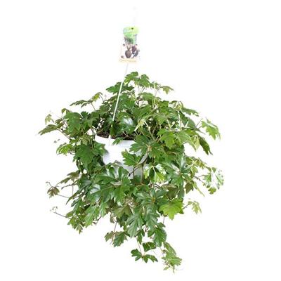 Koningswingerd (Cissus &apos;Ellen Danica&apos;) - P 17 cm