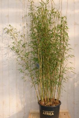 Bamboe Fargesia Green Lion 150 cm Warentuin Natuurlijk - Warentuin natuurlijk Bamboe Fargesia Green Lion 150 cm Warentuin Natuurlijk - Warentuin natuurlijk