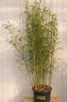 Bamboe Fargesia Green Lion 150 cm Warentuin Natuurlijk - Warentuin natuurlijk - thumbnail