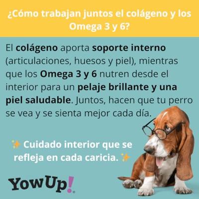 YowUp! YowUp! Skin & Hair Yoghurt voor honden, zalmsmaak, huid- en haarverzorging met omega 3 en collageen, 10 x 115 g, functionele hondensnack zonder lactose en suiker