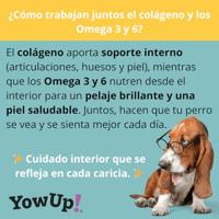 YowUp! YowUp! Skin & Hair Yoghurt voor honden, zalmsmaak, huid- en haarverzorging met omega 3 en collageen, 10 x 115 g, functionele hondensnack zonder lactose en suiker - thumbnail