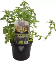 Puur Biologische wilde oregano - thumbnail