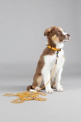Flamingo Krimp- en zuigerlijn voor puppy's Dolly Oker 5 m 4 mm – met reflecterende strepen en karabijnhaak heeft een matte gouden afwerking