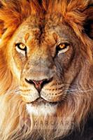 Schilderij - Afrikaanse Leeuw, close up - thumbnail