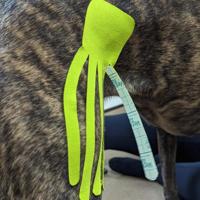 Vetkintape - Lime 6 cm x 5 m rol - 1st - thumbnail