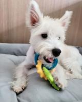 Nylabone puppy chew bijtringen - thumbnail