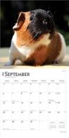 Cavia Kalender 2026 - thumbnail