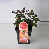 Grootbloemige roos Parfum de Nature (rosa "Scented Memory"® Parfum de Nature) - C5 - 1 stuks - thumbnail