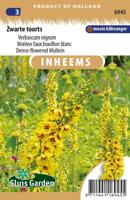 Inheemse Verbascum nigrum Zwarte Toorts zaden - thumbnail
