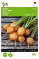 Radijs zlata. geel - thumbnail