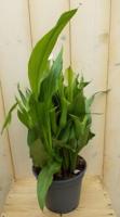 Betaplant Zantedeschia Calla kleur wisselt Warentuin Natuurlijk - Warentuin natuurlijk - thumbnail