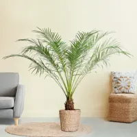 Phoenix Roebelenii - Dwergdadelpalm - P24 - thumbnail