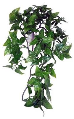 KOMODO PHILODENDRON PLANT 30 CM KOMODO PHILODENDRON PLANT 30 CM