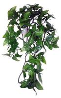 Komodo philodendron plant - thumbnail