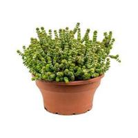 Crassula hottentot M hangplant - thumbnail