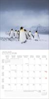 Pinguïns Kalender 2026 - thumbnail