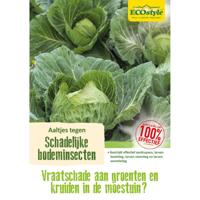 Ecostyle aaltjes tegen larven uienvlieg 60 m2 - thumbnail