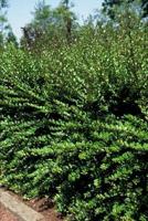 Kamperfoelie - thumbnail