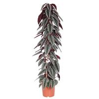 Cissus Discolor (Rex begonia vine) - P 27 cm - thumbnail