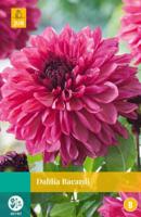 Dahlia bacardi bol/knol JUB 1 stuks - Jub - thumbnail