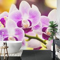 Fotobehang - Prachtige Orchidee, Rust in je huiskamer, te koop in 11 maten, incl behanglijm - thumbnail