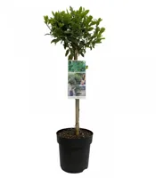 Franse Laurier Bay Junior - thumbnail