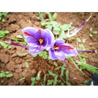 Sonnentor Saffraan bio 0.5 Gram - thumbnail