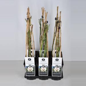 Klimroos (rosa "Schneewalzer"®) - C3 - 1 stuks