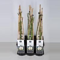 Klimroos (rosa "Schneewalzer"®) - C3 - 1 stuks - thumbnail