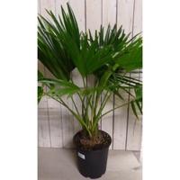 Livistona Australis Waaierpalm 80 cm kamerplant Warentuin Natuurlijk - Warentuin natuurlijk - thumbnail