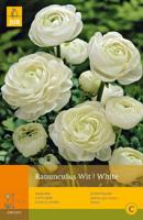 Ranunculus wit/white 10st bloembol zomer JUB - Jub - thumbnail