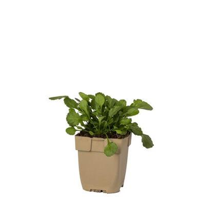 Gewone margriet vaste plant Griffioen - Griffioen Gewone margriet vaste plant Griffioen - Griffioen