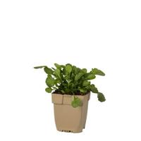 Gewone margriet vaste plant Griffioen - Griffioen - thumbnail