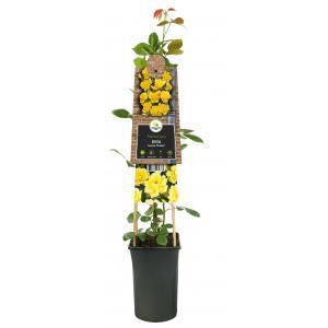 Klimplant Rosa Golden Climber - Klimroos Geel