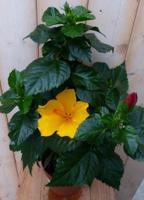 Hibiscus Newbiscus Grootbloemig geel-oranje 70 cm Warentuin Natuurlijk - Warentuin natuurlijk - thumbnail