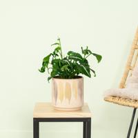 Syngonium Wendlandii - P12 - thumbnail