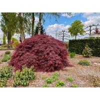 Japanse esdoorn (Acer palmatum "Garnet") heester - 50-60 cm - 1 stuks - thumbnail