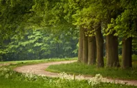 Alexsar Art Tuindoek bomenpad 210x140cm - thumbnail