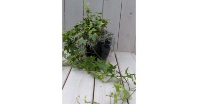 Klimop Hedrea bont zwarte/antraciete pot 25 cm Warentuin Natuurlijk - Warentuin natuurlijk Klimop Hedrea bont zwarte/antraciete pot 25 cm Warentuin Natuurlijk - Warentuin natuurlijk