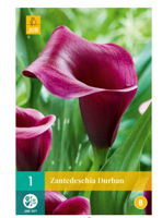 Zantedeschia durban bol/knol JUB 1 stuks - Jub - thumbnail