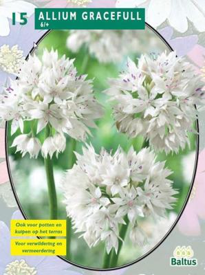 Allium Gracefull per 15 Baltus - Baltus Allium Gracefull per 15 Baltus - Baltus